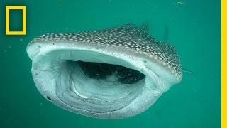 Investigating the Mysterious Whale Sharks of Mafia Island | National Geographic