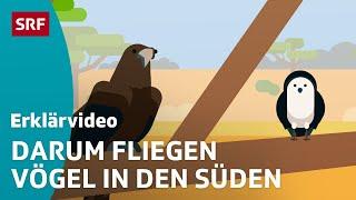 Das machen Zugvögel im Winter – einfach erklärt | Kindervideos | SRF Kids