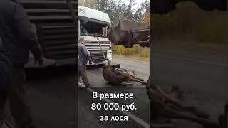 Сбил лося какие последствия?