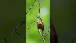   your morning wake up call from our sweet wren!! 