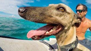 MARLEY, the Sailing Whippet | Sailing with a dog, How we do it! (Sailing Nandji) Ep 138