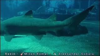 :Rekin:wiersz-Aleksander Sobala Sobala, mel-Miron.