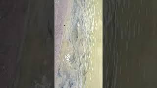 Fish feeding in pond Indian Fish Lover
