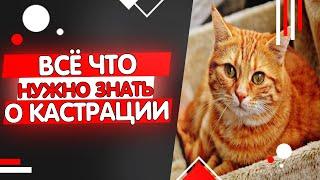 Всё что нужно знать о кастрации котов