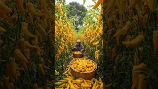 Millions of yellow Sweet Pepper