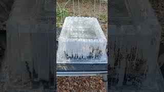 CAKE CONTAINER REPURPOSED AS A LITTLE GREENHOUSE.