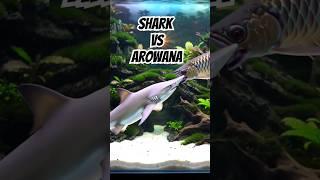 Shark vs Arowana Part 1: The Ultimate Aquarium Showdown