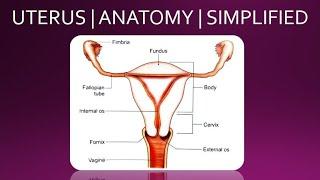 UTERUS | ANATOMY | SIMPLIFIED