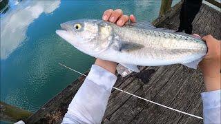 Tough fishing off the wharf - NZ Basic Fishing