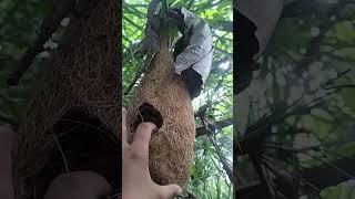 there is a strange bird's nest in the forest #shortvideo #nature #fypシ゚viral #birds #viralvideo