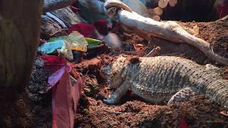 bearded dragon digs a burrow