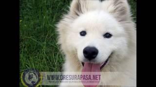 Teo | dog guard team
