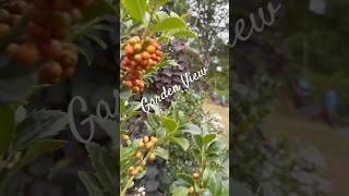 Ornamental Garden Trees Summer into Fall Short  #garden #gardenscapes #shortsyoutube