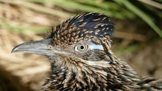 Greater Roadrunner in Exquisite 4k Detail