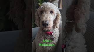 Artie's daily meditation ‍️ #standardpoodle #poodle #dogs #spoo #meditation #relaxation