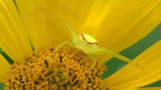 Crab Spiders on a Summer Afternoon