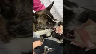 CORGI BIT MY HAND WHILE CUTTING CLAWS️ #corgi #funnyvideo #funny #tiktok #shortsvideo #youtube #wow