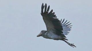 Uganda - Shoebill fly in Mabamba Wetland