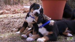 Swiss Mountain Dogs Hike | Too Cute!