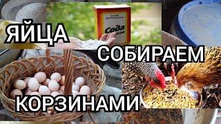 СОДА для Кур!//Как Давать Курам Картофель?//Чем Кормить,чтобы Куры Несли Яйца?!