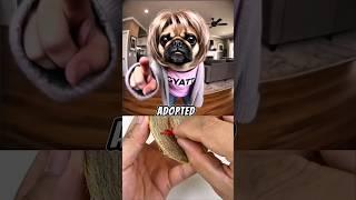 Mean Karen adopted chihuahua  Sound ​⁠#SimplyDLX #memes