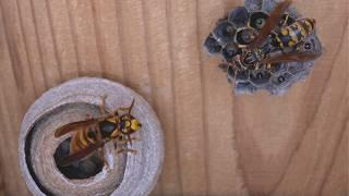 Duel Between Queens: Paper Wasp vs. Yellow Hornet