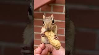 Why chipmunk stares at camera while struggling with a Long peanut?