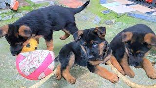 ‍WE ARE 1.5 MONTHS OLD‼️Honey and Ethan. German Shepherd Puppies Odessa 2024