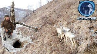 Нашли логово волка.  Косули. Биотехния. Ремонт зимовья.