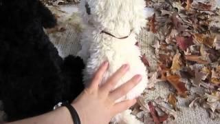 Comparing the Signature Portuguese Water Dog and Signature Labradoodle