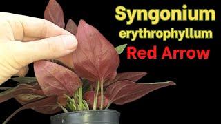 How to grow Syngonium 'Red Arrow'