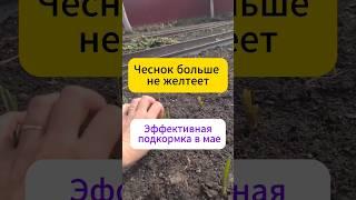 Чеснок больше не желтеет. Лучшая Подкормка в мае! #дача  #огород  #сад  #чеснок     #подкормка