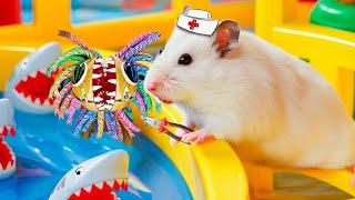 A Day In Life Of A Hamster Dentist! Fixing Yarnaby's Teeth!HAMSTER OBSTACLE COURSEHammyHappyTDC