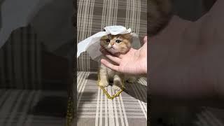 Cat Arab @KetsuNeko