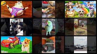 What's Trending in Pets & Animals on Tuesday, May 30th, 2023