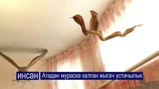 АЛАЙ: Үйдө жыландар учуп журөт