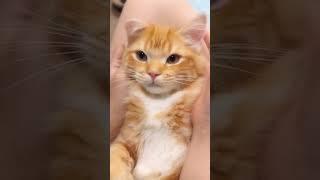 They Are so Adorable ️ #catshorts #cat #shortvideo #kitten #kittenlove #petshorts #cat #cute