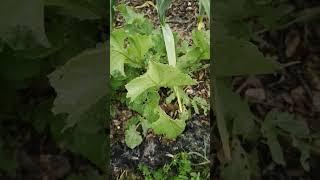 Only 3 daikon radishes to harvest. 1000 seeds planted!