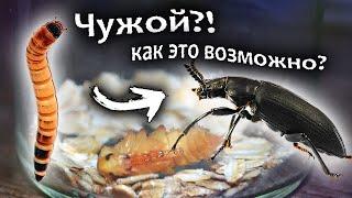 Зофобас. Метаморфоза личинки в жука/Metamorphosis of a larva into a beetle(Zofobas)/Cheeky_Sparrow