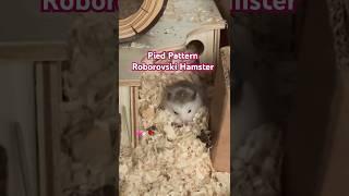 Pied Pattern Roborovski Hamster  #roborovskihamster #hamsters #pets