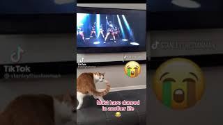 My cat twerking (girl this my song)