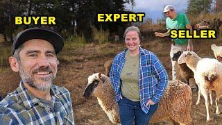 Sheep Expert Gives Us A Consultation for Our Homestead