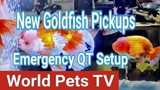 Setting up an Emergency Quarantine Tank! Coast Gem USA New Pickup