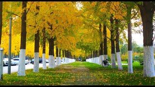 Capturing Autumn at Tsinghua