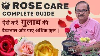 Rose Plant Care Complete Guide | Save Rose Plant I Gulab ki care I गुलाब की देखभाल |