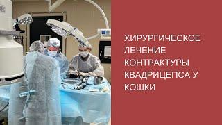 Хирургическое лечение контрактуры квадрицепса у кошки