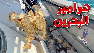 هوامير البحرين  -  Bahrain Grouper Fishes 