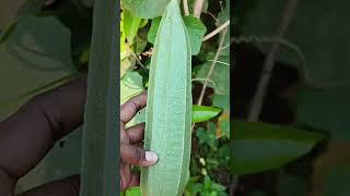 Ridge gourd harvest #gardening #youtubeshorts
