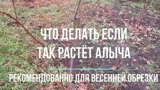 Что делать если так растёт алыча.