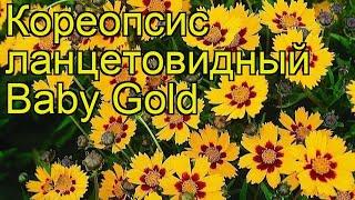 Кореопсис ланцетовидный Бэби Голд. Краткий обзор, описание coreopsis lanceolata Baby Gold